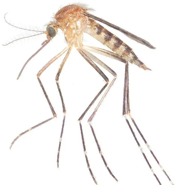 thumbnail for publication: Aedes canadensis (Theobald) (Insecta: Diptera: Culicidae)